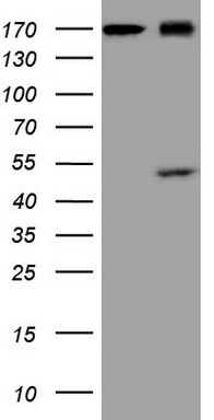 CD30 Antibody