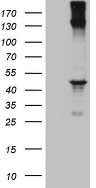 TNFRSF8 Antibody