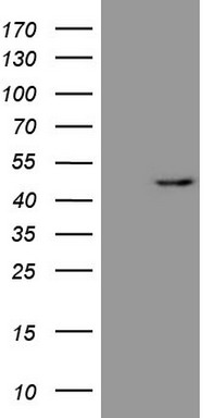 CD30 Antibody