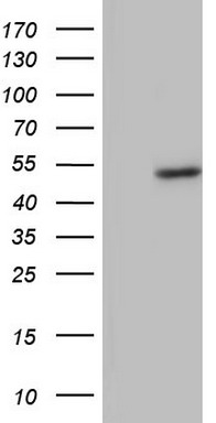 CD30 Antibody
