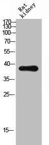 CD300C Antibody