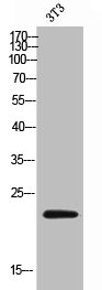 CD300LD Antibody