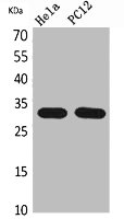 CD300LF Antibody