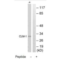 CD300LF Antibody