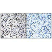 CD302 Antibody