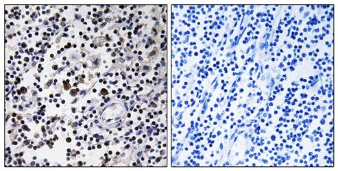 CD302 antibody