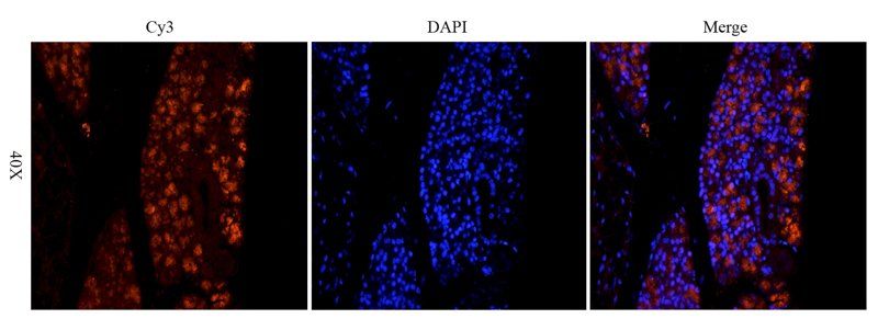 CD303 antibody