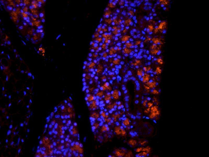 CD303 antibody