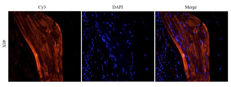 CD303 antibody