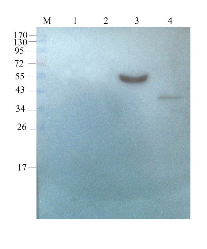 CD303 antibody