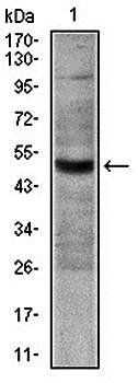 CD30 Antibody