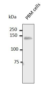 CD31 Antibody