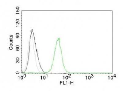 CD31 antibody