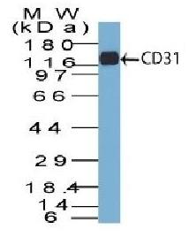 CD31 antibody