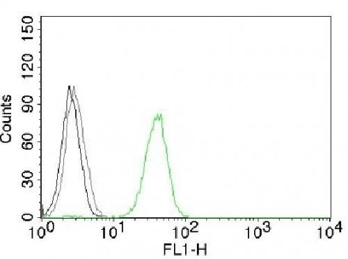 CD31 / PECAM-1 (Endothelial Cell Marker) Antibody