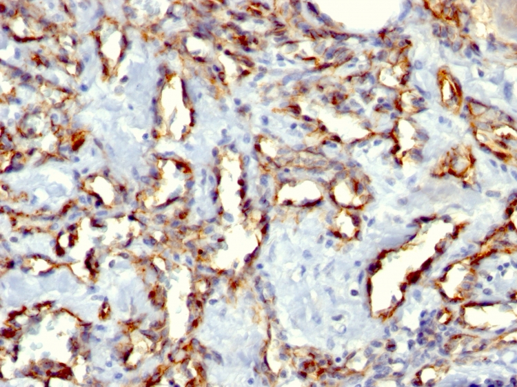 CD31 antibody