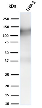 CD31 antibody