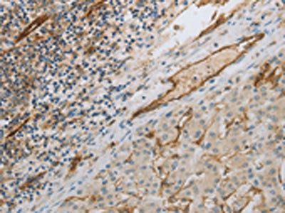 PECAM1 Antibody