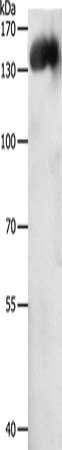 PECAM1 Antibody