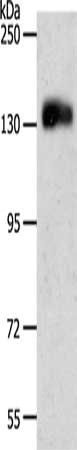 PECAM1 Antibody