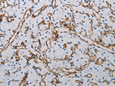PECAM1 Antibody