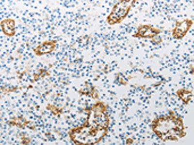 PECAM1 Antibody