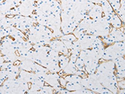 PECAM1 Antibody