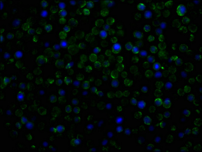CD31 Monoclonal Antibody
