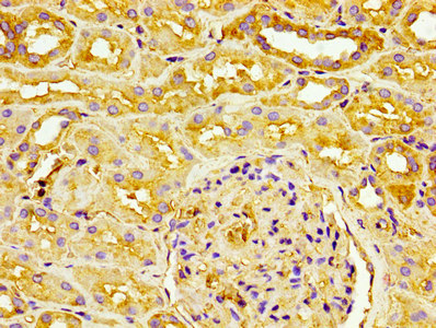 CD31 Monoclonal Antibody