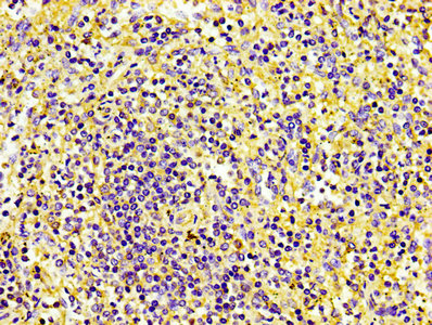 CD31 Monoclonal Antibody