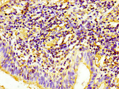 CD31 Monoclonal Antibody