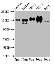 CD31 antibody