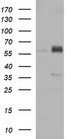 CD31 Antibody