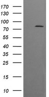 CD31 Antibody