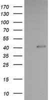 CD31 Antibody