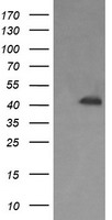CD31 Antibody