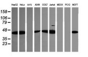 PECAM1 Antibody