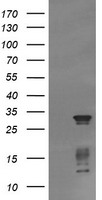 CD31 Antibody