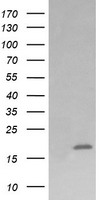 PECAM1 Antibody