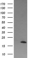 CD31 Antibody