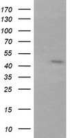 PECAM1 Antibody