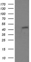 PECAM1 Antibody