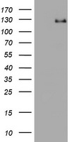 CD31 Antibody