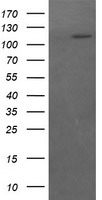 PECAM1 Antibody