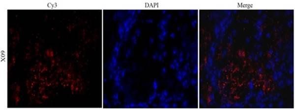 CD31 antibody