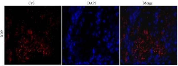 CD31 antibody