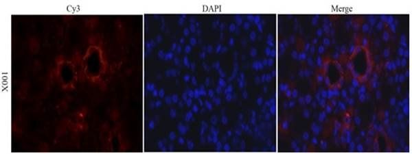 CD31 antibody