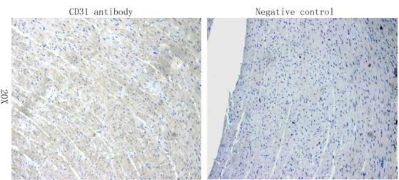 CD31 antibody