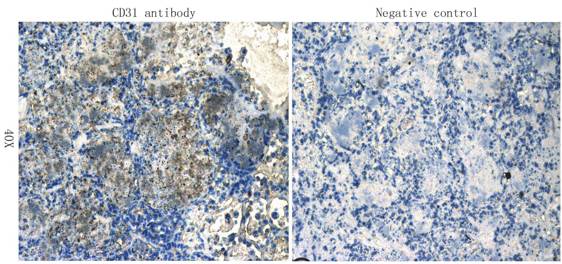 CD31 antibody