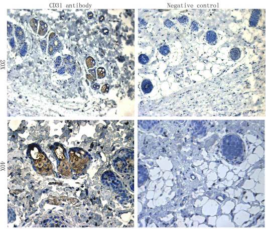 CD31 antibody